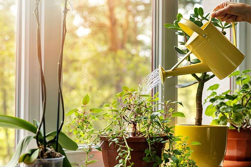 Yellow watering can watering plants inside a home.